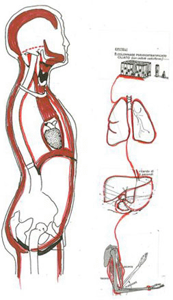 Fig. 1 segmenti cartilaginei della laringe - dossier Alterazioni Cervicali prodotto dalla dottoressa Maria Elena Berioli