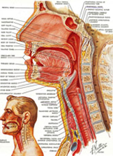 Figura 5b - Vocal Tract o tubo fonatorio - Clicca sull'immagine per ingrandirla