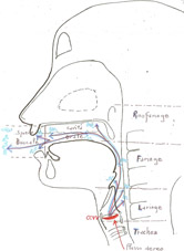 Figura 6 - Vocal Tract o tubo fonatorio - Clicca sull'immagine per ingrandirla