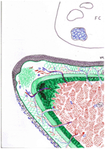 costituzione istologica del bordo glottico della corda vocale in salute e in sviluppo di lesione primitiva (reazione 
edematosa) e di nodulo